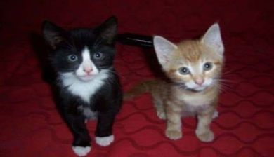Snuf en Snuit