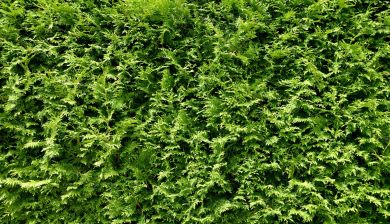 thuja artikel