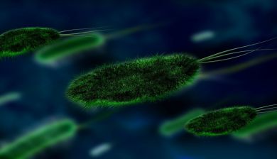 bacterievirus artikel