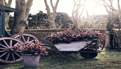 winterplant artikel