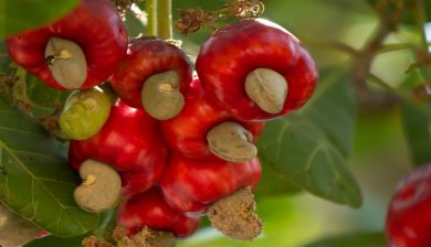 cashewboom