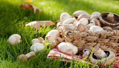 champignon artikel