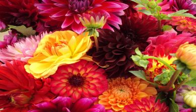 chrysant artikel
