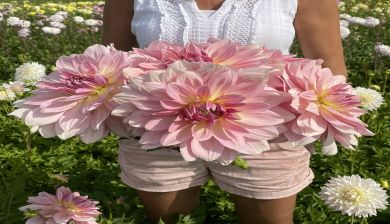 dahlia artikel