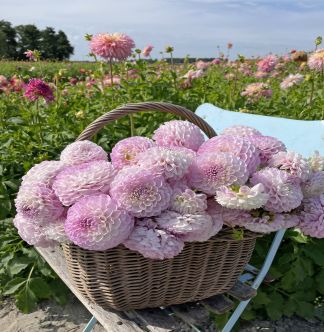 dahlia2