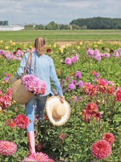 dahlia heaven