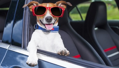 hond artikel