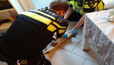 hond moby