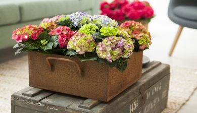 hortensia1