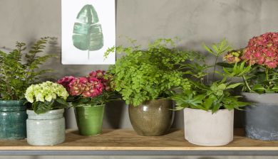 hortensia2