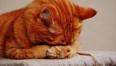 katten artikel