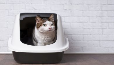 kattenbak artikel