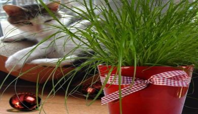 kattengras