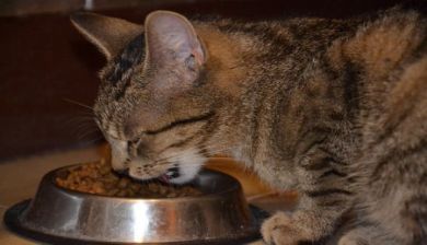 kattenvoer1