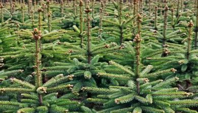 kerstboom artikel