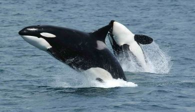 killer whales 591130 1280