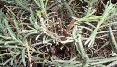 lavendel1