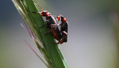 love hurts artikel