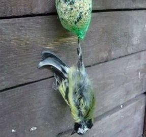 mezenbollen1