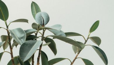 rubberplant