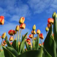 Tulpentijd