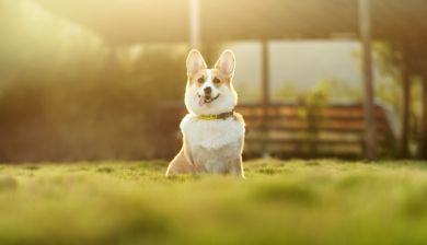tuinhond artikel