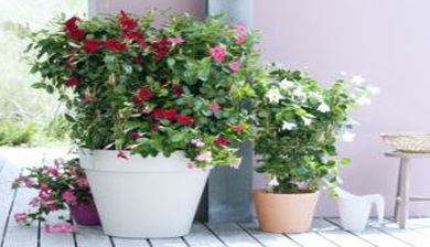 mandevilla artikel