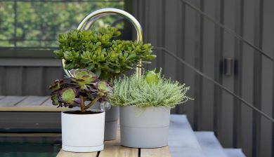 vetplanten