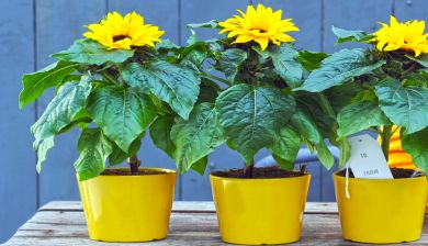 zonnebloem artikel