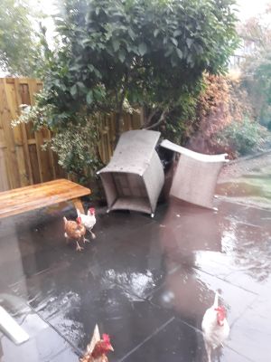 Regen1