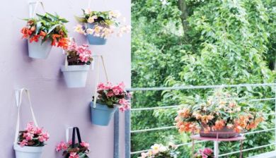begonia artikel