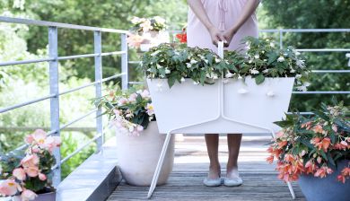 begonia tekst