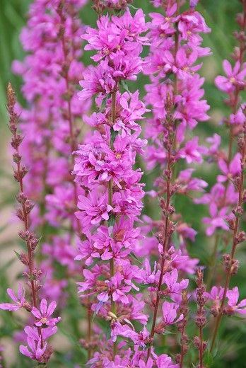 bloem2