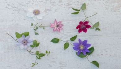 clematis artikel
