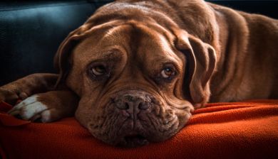 oudehond artikel