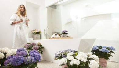 hortensia artikel