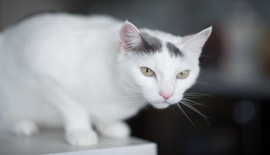 stresskat artikel