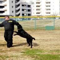 Mannen en honden