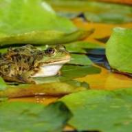 Frog of kikker eten?