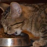 Vooroordelen over kattenvoeding