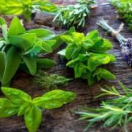 Nationale Tuinweek: Leef je uit met kruiden