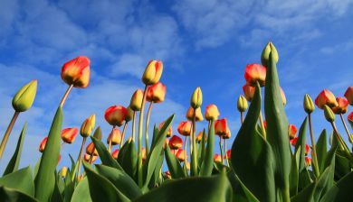 tulpentijd artikel