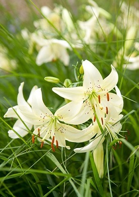 witte lelie 1